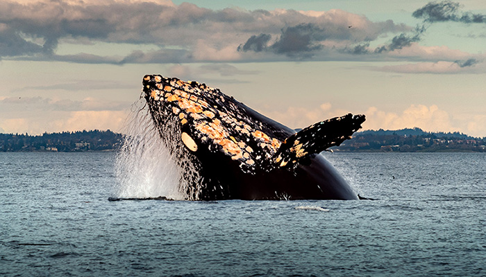 MM1005 CANADA CON BALLENAS
