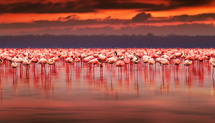 MM865 KENIA EN ESENCIA