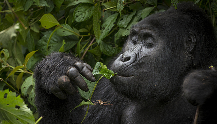 MM875 KENIA EN ESENCIA Y UGANDA