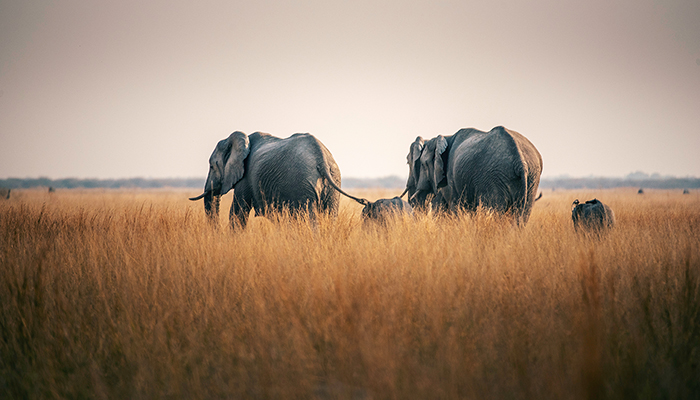 MM890 SUDAFRICA Y ZIMBAWE. EL GRAN SAFARI