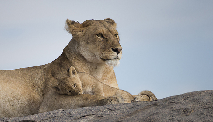 MM864 KENIA, SAFARI TEMBO