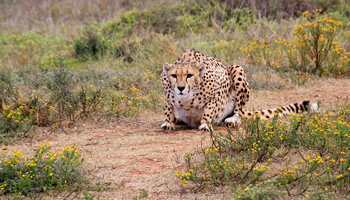 MM842 SAFARI SUDAFRICANO